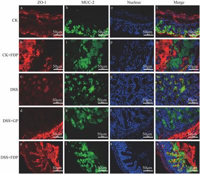 Protective effects and potential mechanisms of fermented egg-milk peptides on the damaged intestinal barrier